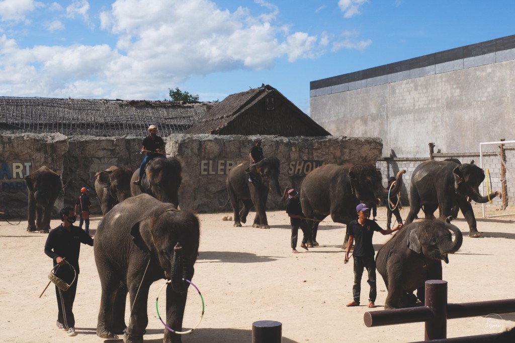 ช้าง หัวหินซาฟารี (Huahin Safari & Adventure Park) 